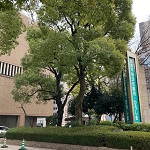 広島市議会