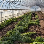 みつばアイキャッチ