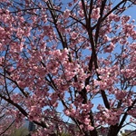 陽光アイキャッチ