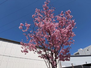 陽光桜①