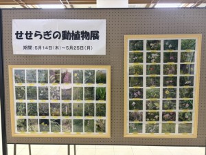 せせらぎ動植