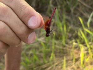 IMG_0269